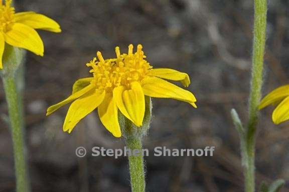 eriophyllum lanatum var integrifolium 5 graphic